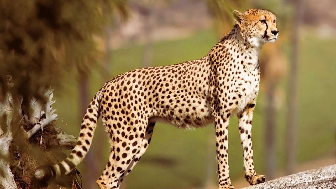 cheetah