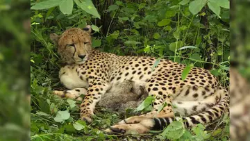 Cheetah