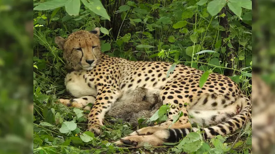 Cheetah 