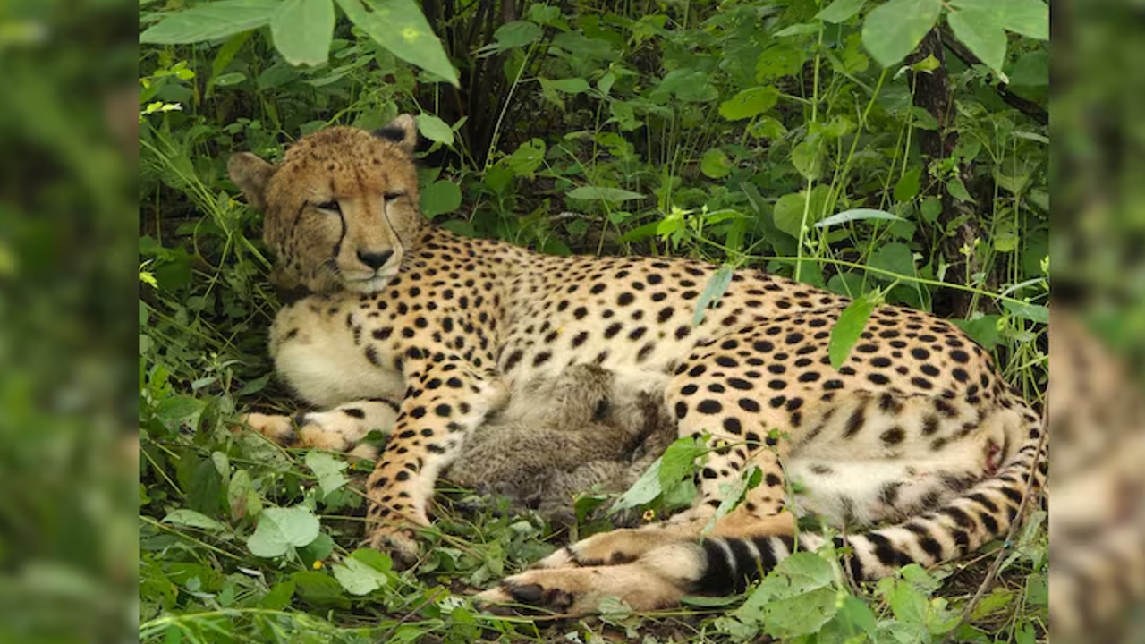 Cheetah 