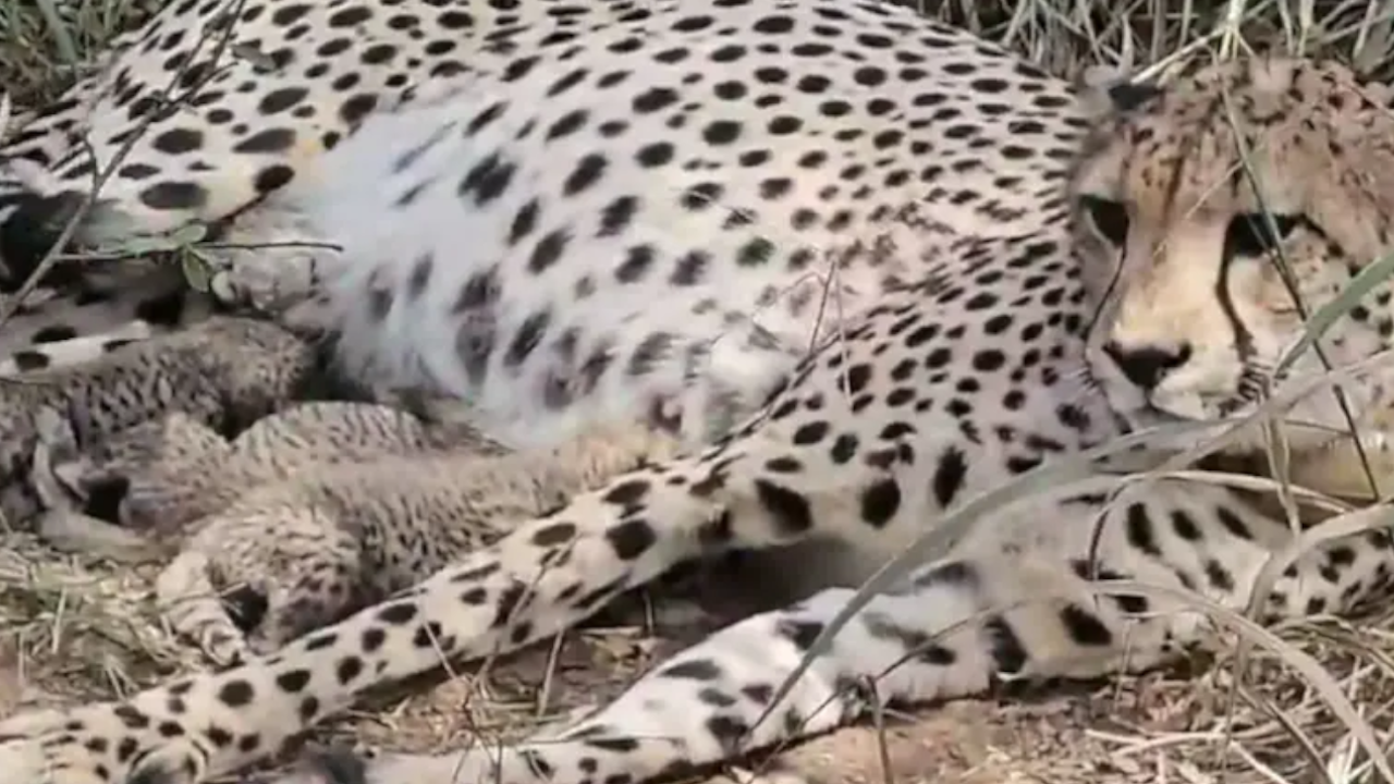 cheetah kuno