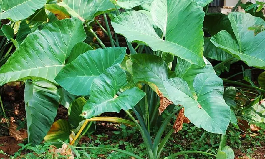chembu krishi