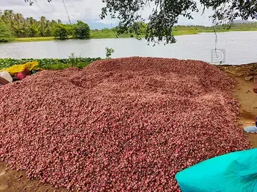 സുന്ദരപാണ്ഡ്യപുരത്ത് വിളവെടുത്ത ചെറിയ ഉള്ളി കൂട്ടിയിട്ടിരിക്കുന്നു ​