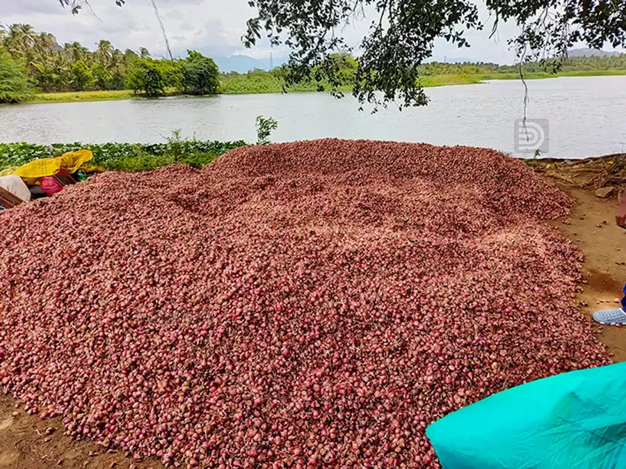 സുന്ദരപാണ്ഡ്യപുരത്ത് വിളവെടുത്ത ചെറിയ ഉള്ളി കൂട്ടിയിട്ടിരിക്കുന്നു ​