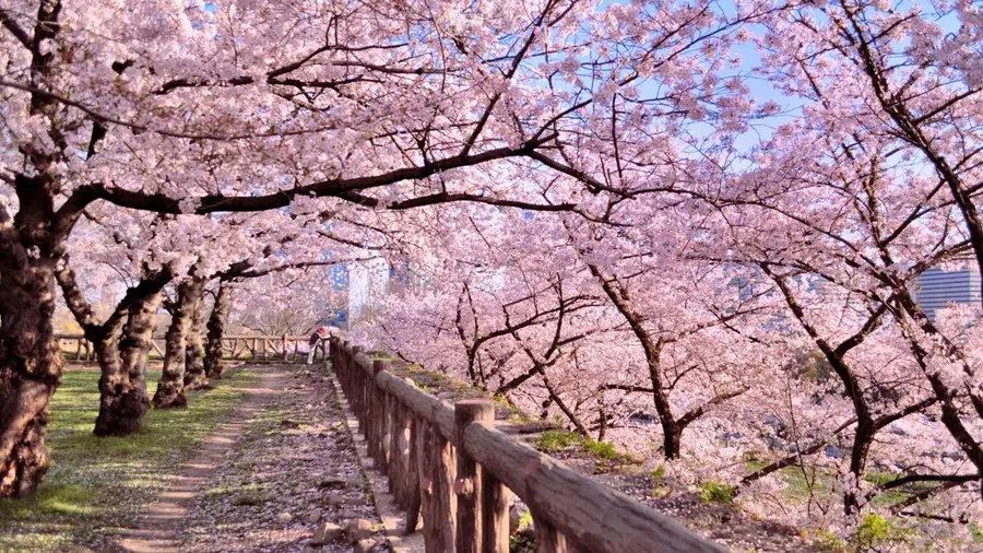 cherry blossom japan