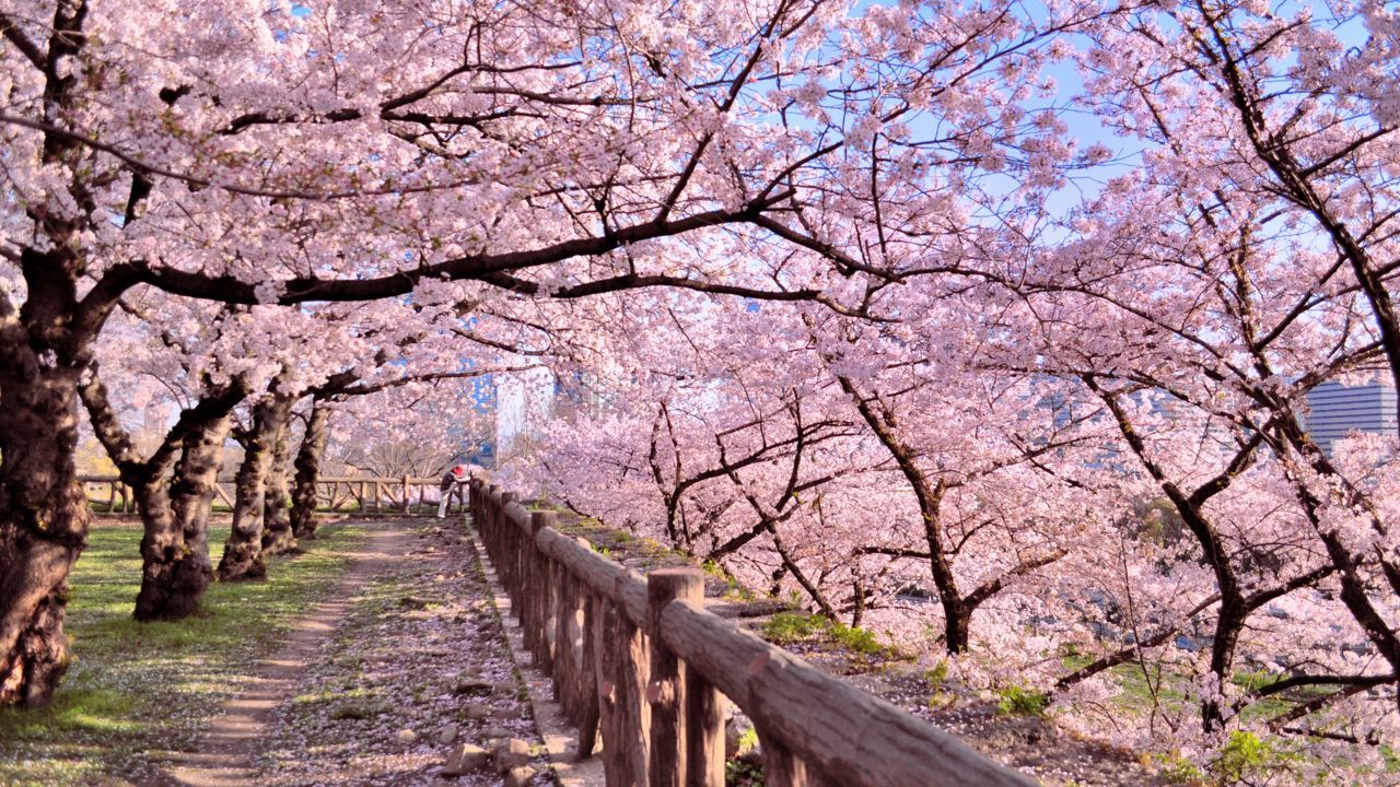 cherry blossom japan