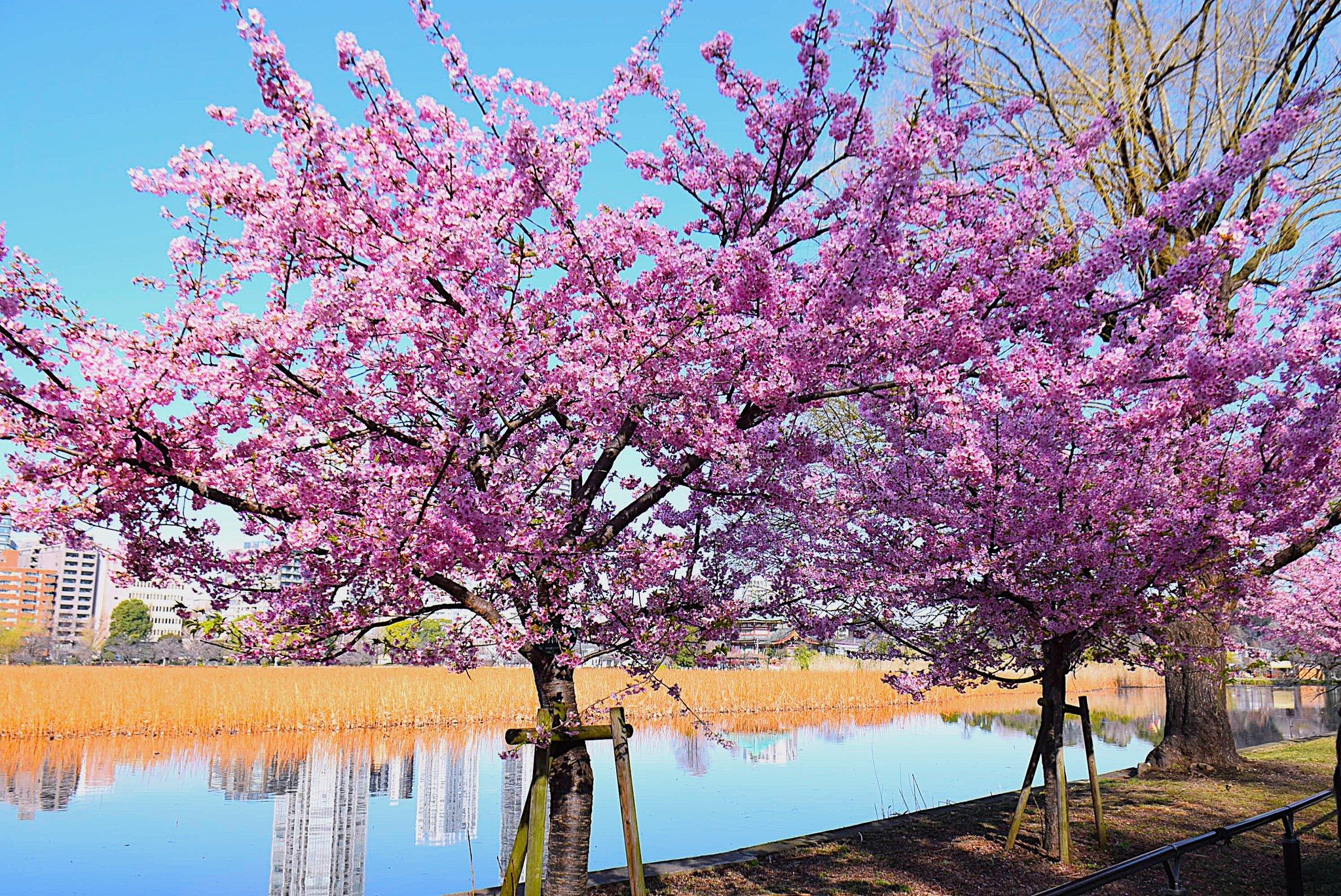 cherry blossom japan