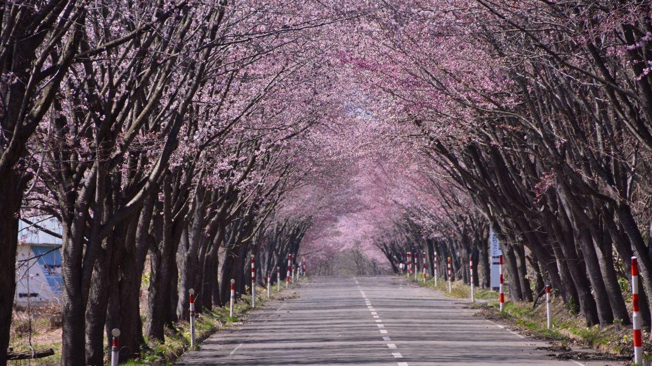 cherry blossom japan