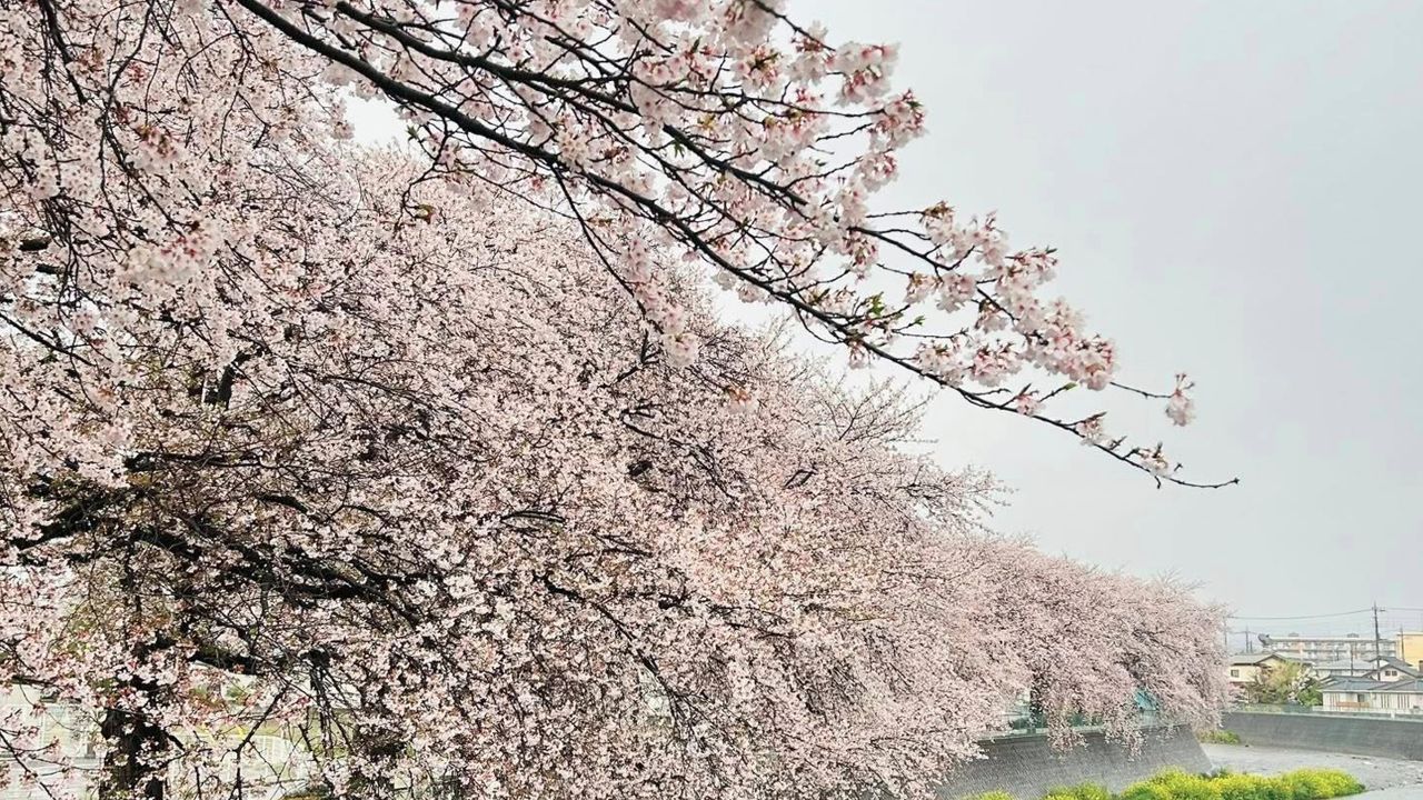cherry blossom japan