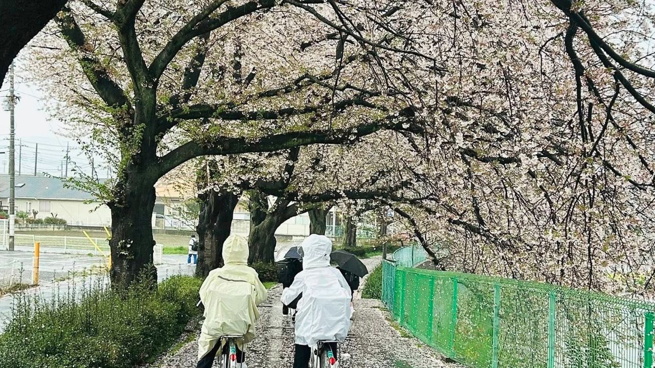 cherry blossom japan