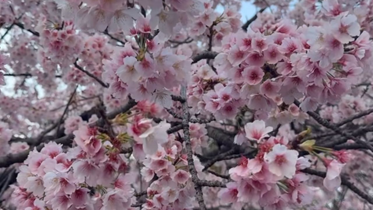cherry blossom japan