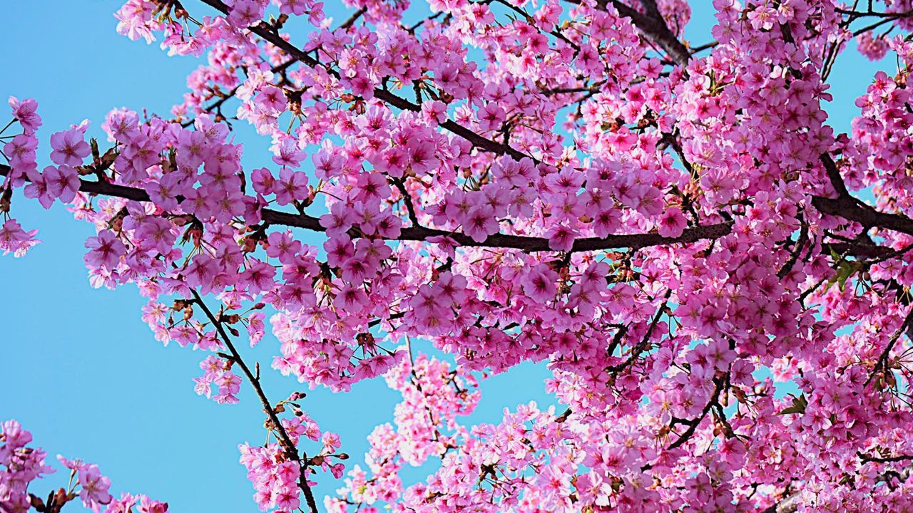 cherry blossom japan