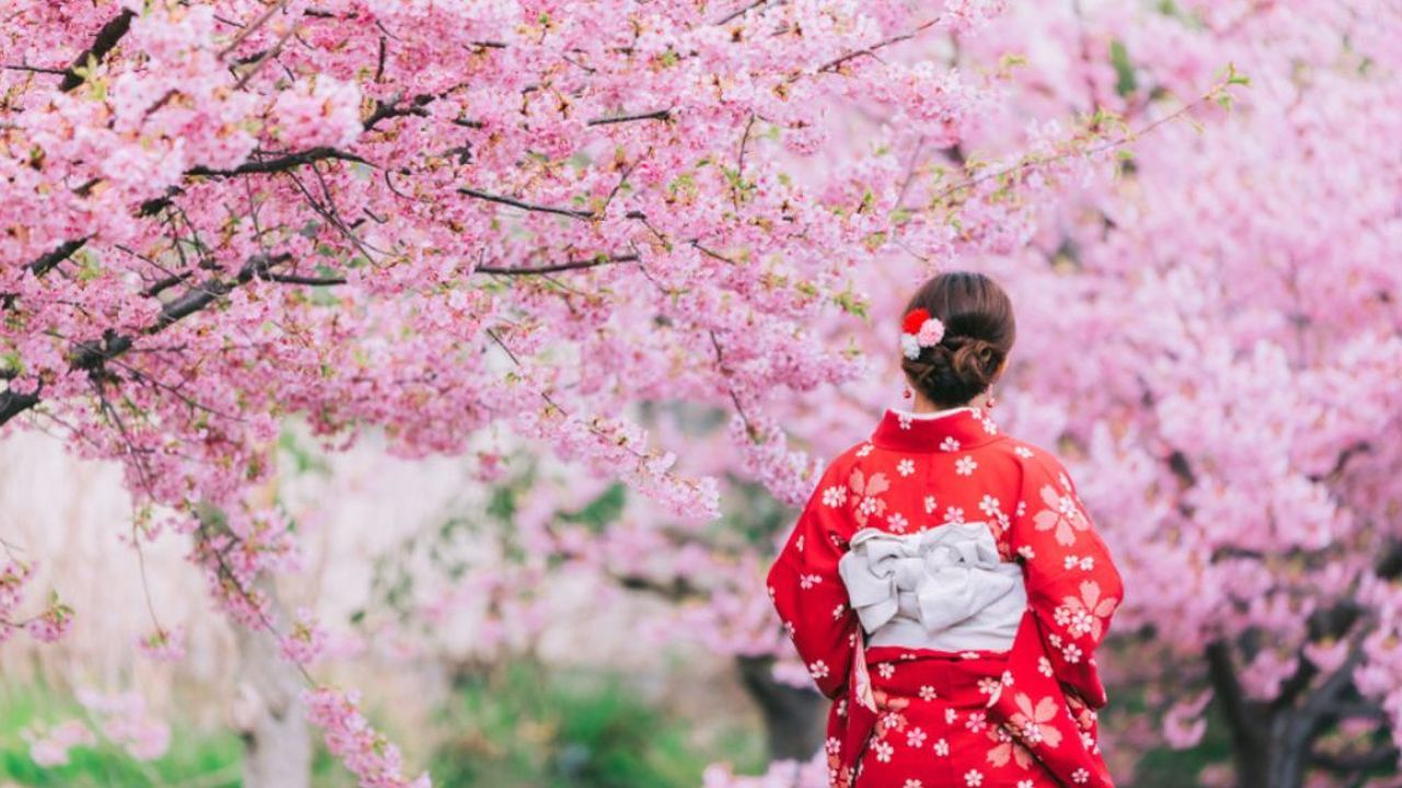 cherry blossom japan