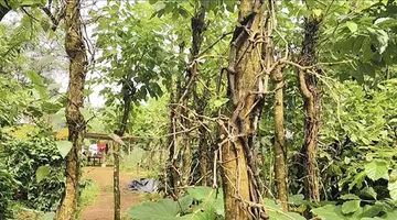 മഞ്ഞളിപ്പ് ബാധിച്ച കുരുമുളക്