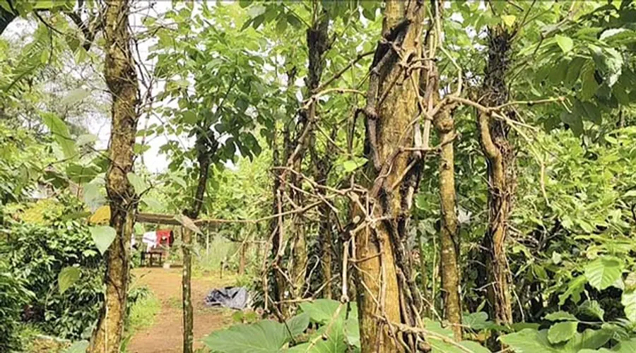 മഞ്ഞളിപ്പ് ബാധിച്ച കുരുമുളക്