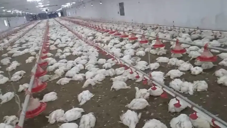 chicken