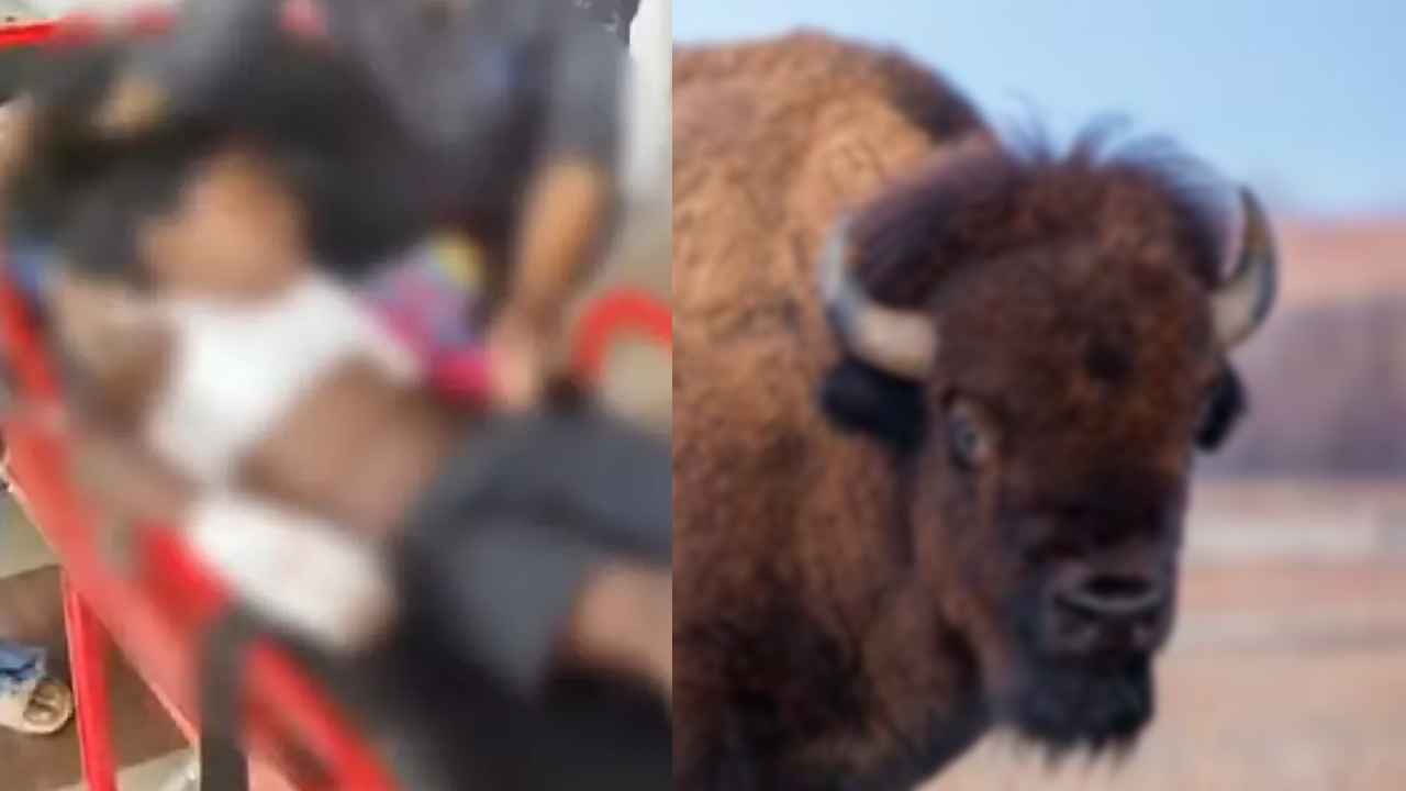 Bison attack 