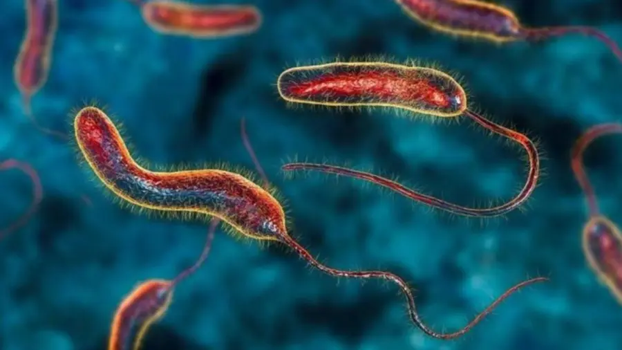 cholera