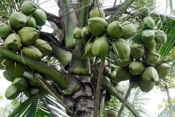 As World Coconut Day approaches, a region and its farmers wait in anticipation.