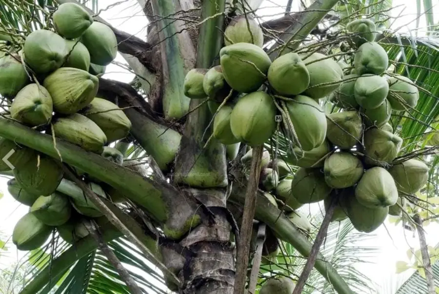 As World Coconut Day approaches, a region and its farmers wait in anticipation.