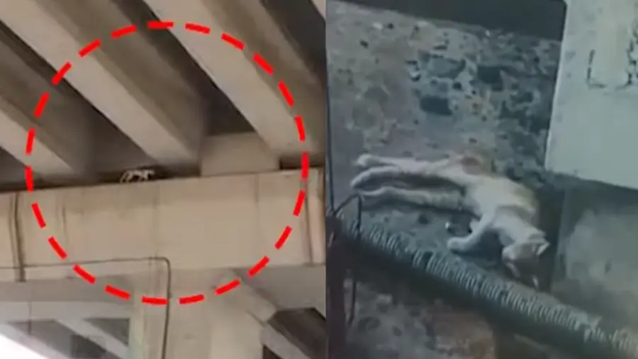 cochi cat rescue