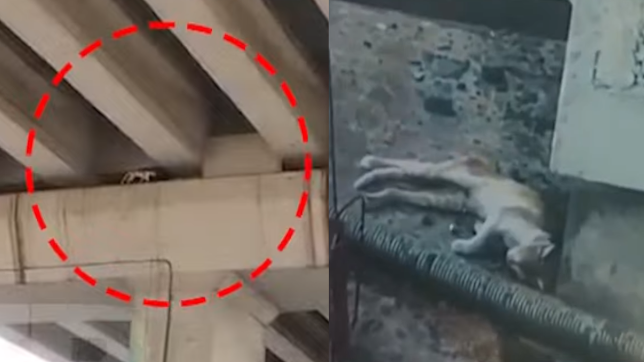 cochi cat rescue