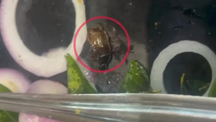cockroch in biriyani