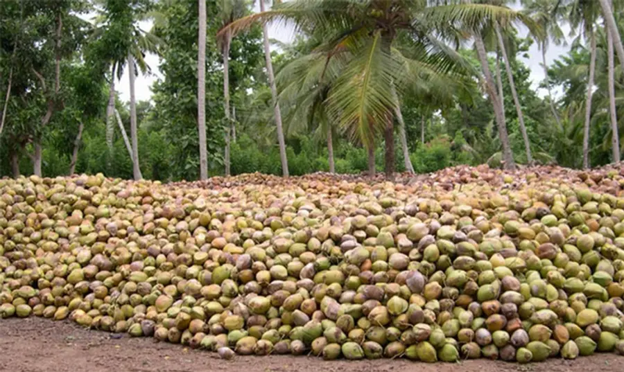 Coconut Oil Price Hike