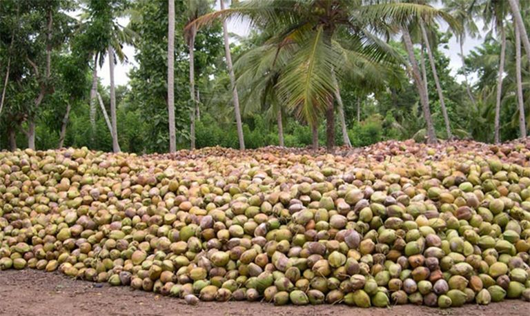 world coconut day