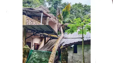 coconut tree