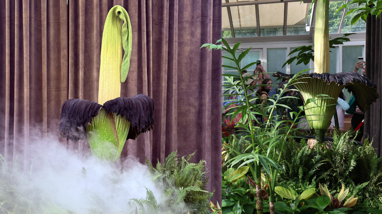 corpse flower