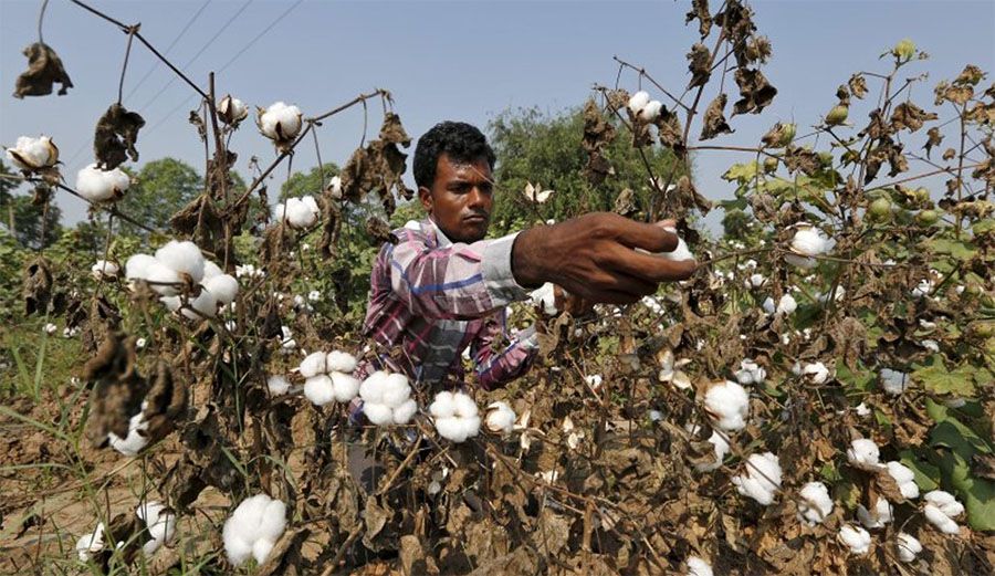 Cotton Farmers In India