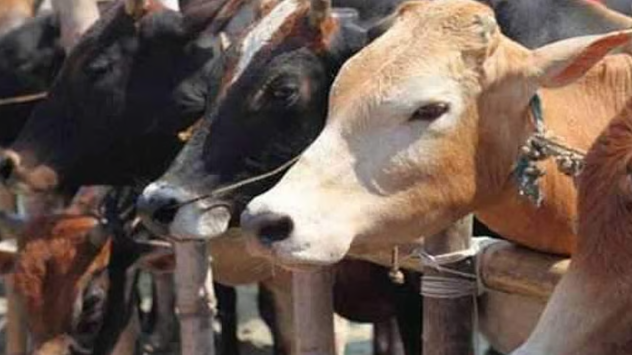 cow
