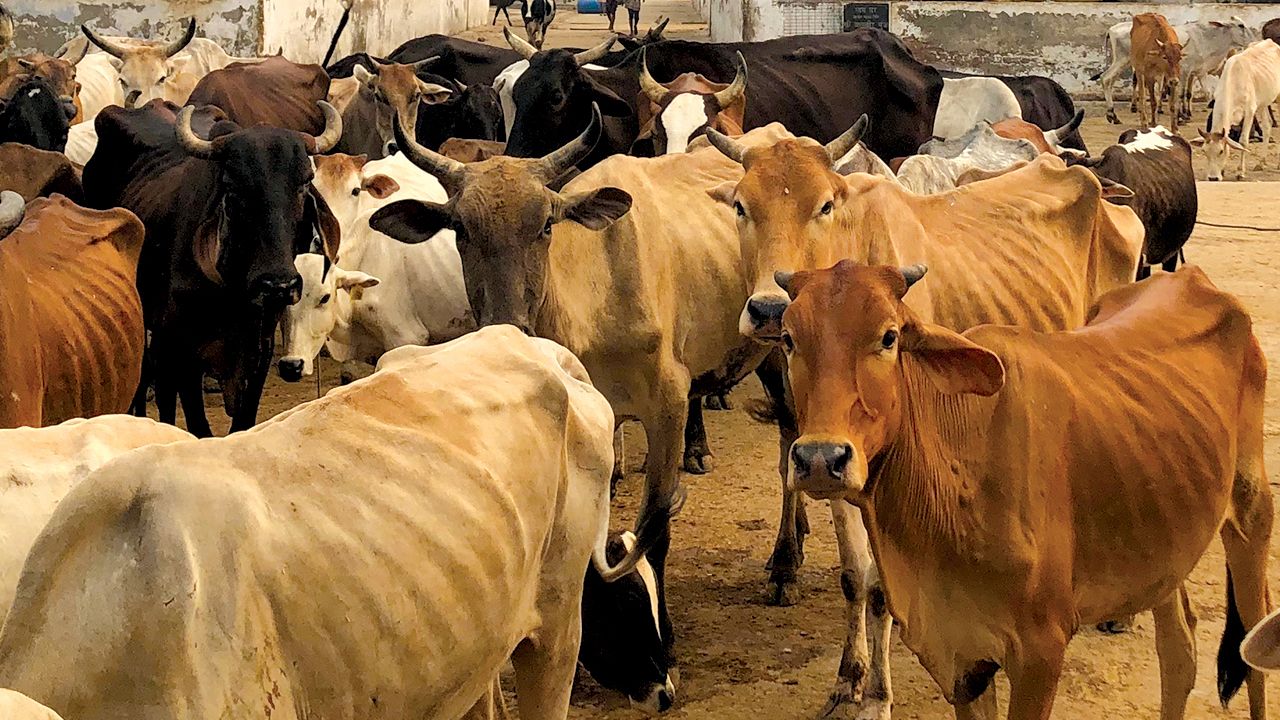 cow