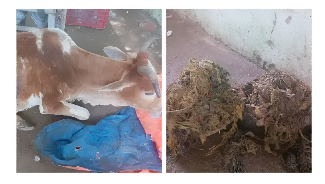 cow plastic