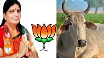 cow