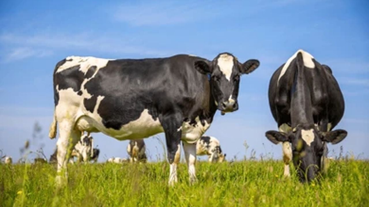 cow