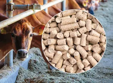 cattlefeed