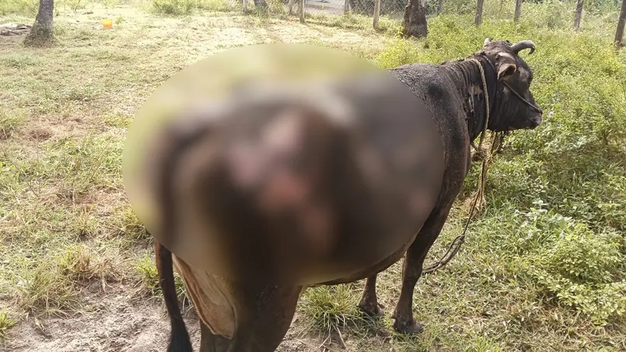 cow burnt