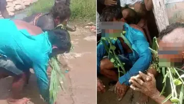 cow dalit