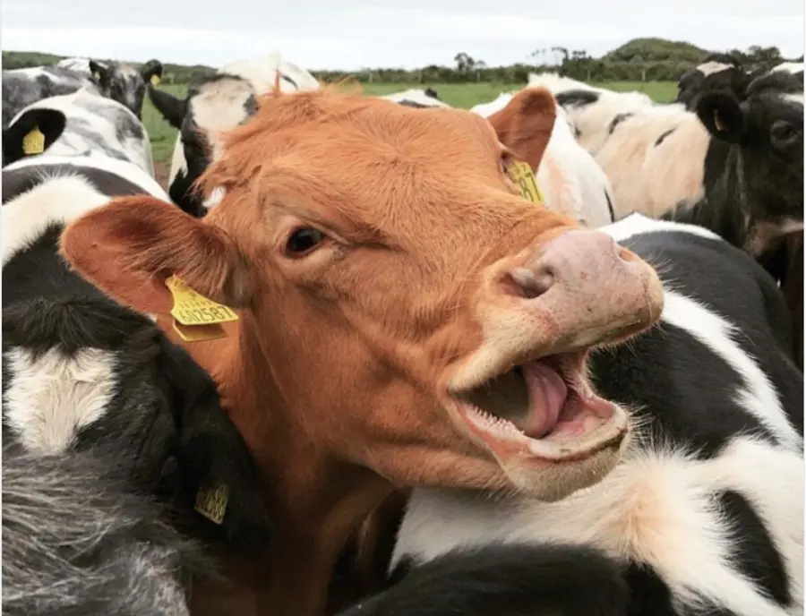 cow l