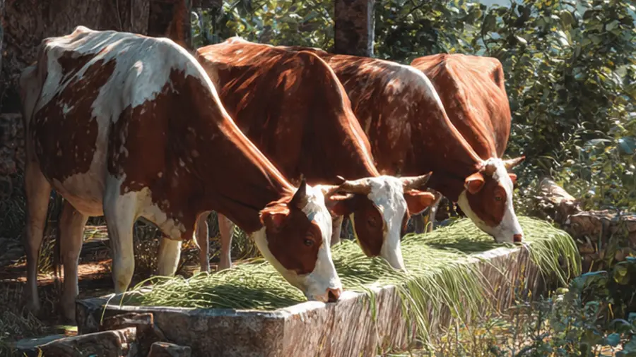cows