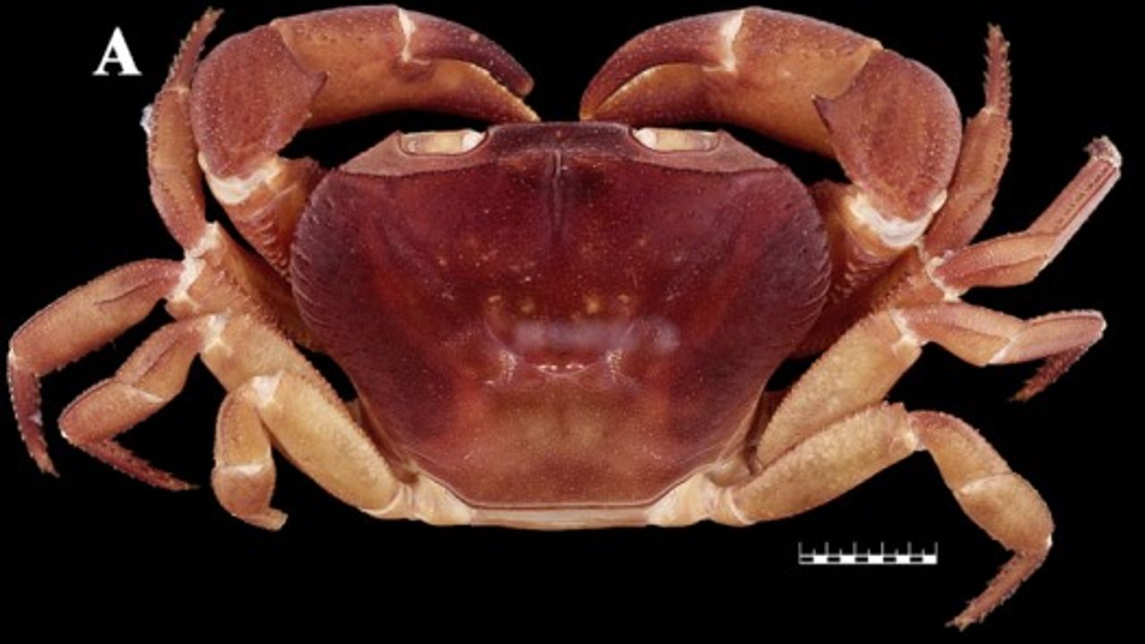 crab Vela carli 
