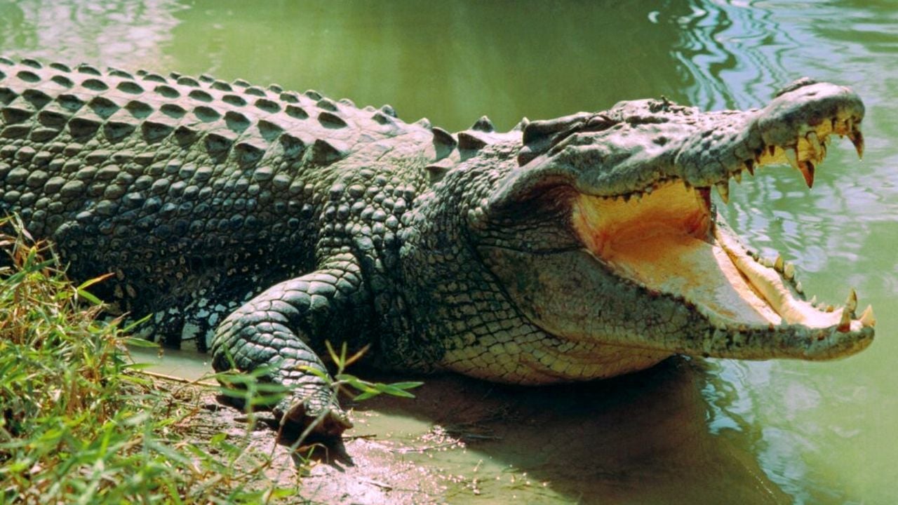 crocodile