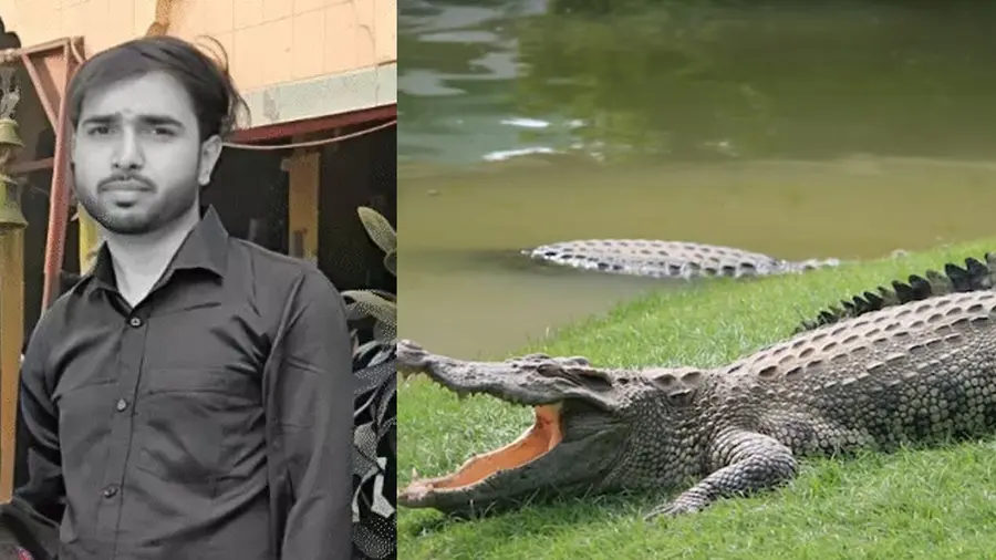 Crocodile 