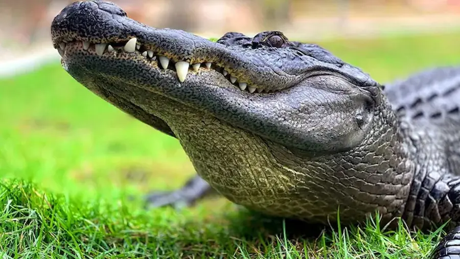 crocodile attack