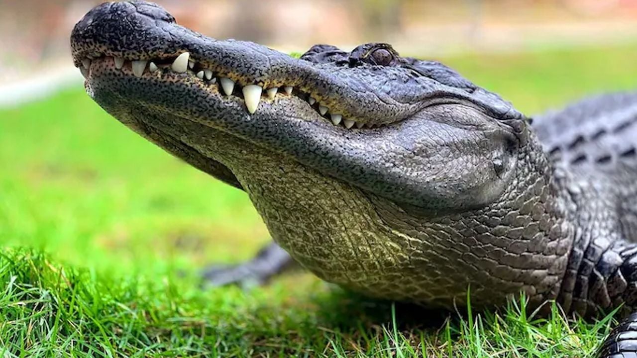 crocodile attack