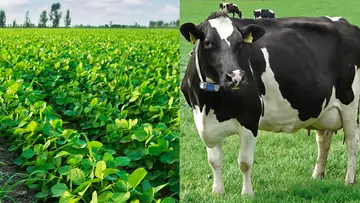crop cow