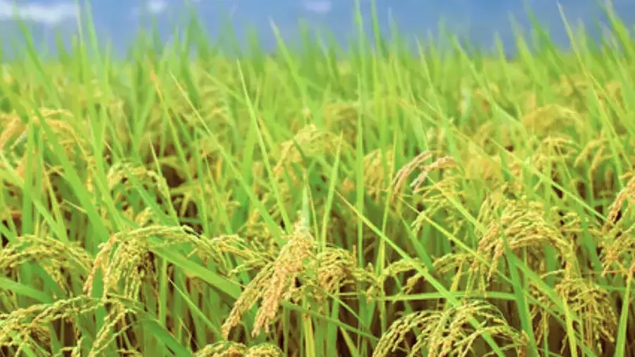 crop insurance
