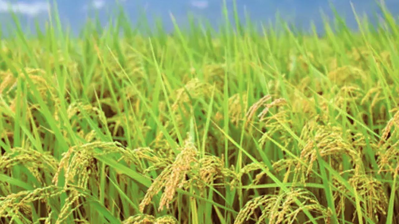 crop insurance